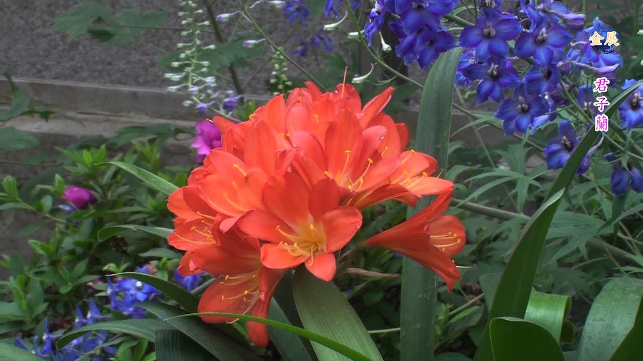 台灣花卉之美-君子蘭-The Taiwan Flower - Clivia