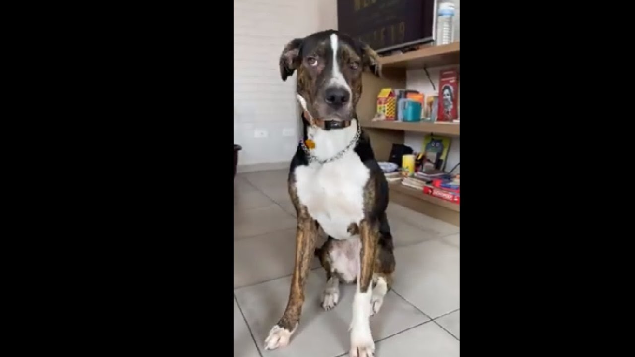 Poor Dog Gets Scared When She Feels A Tremor