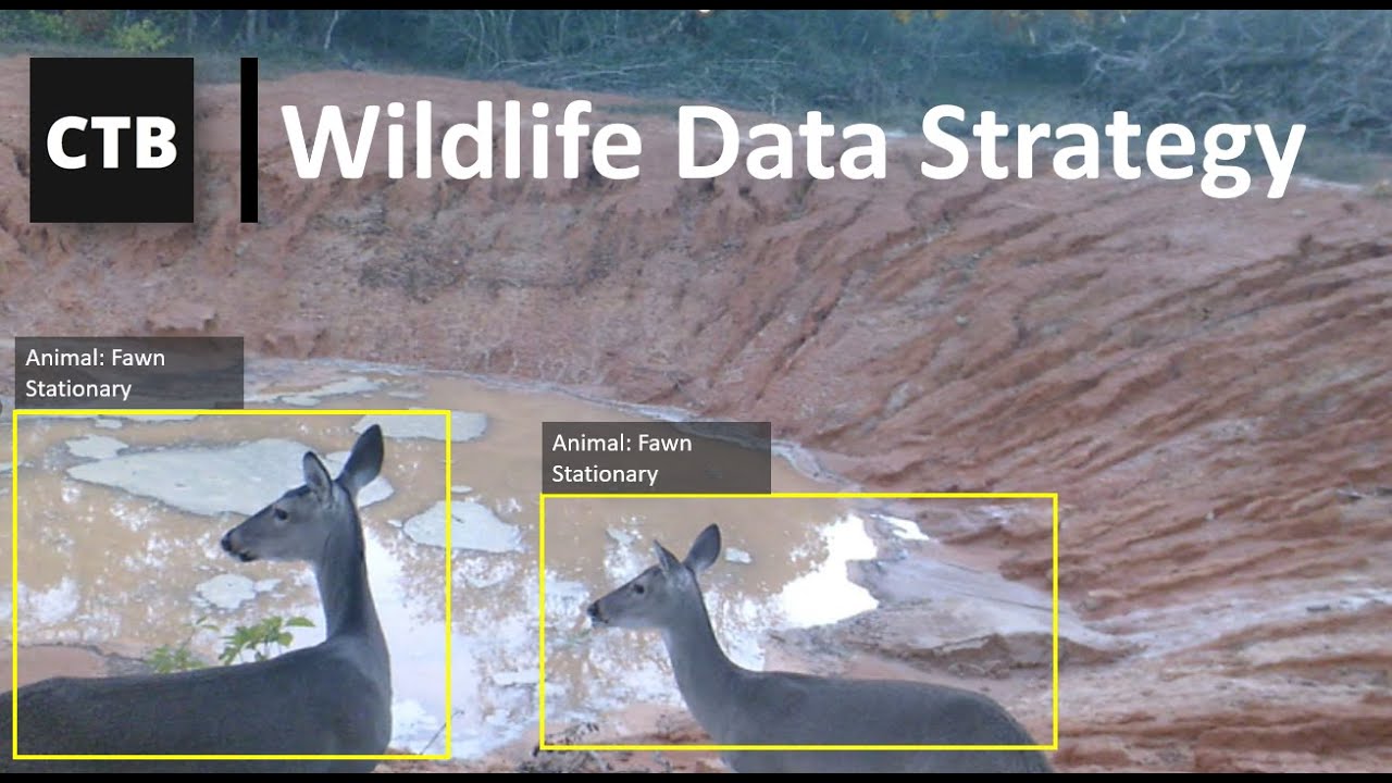 Wildlife Data Collection and Analysis