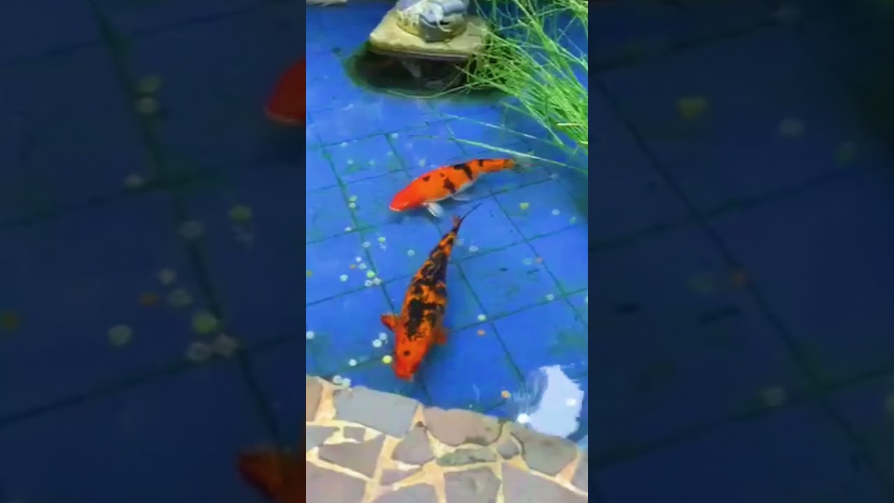 Koi Serenity: Tranquil Moments with Pond Fish