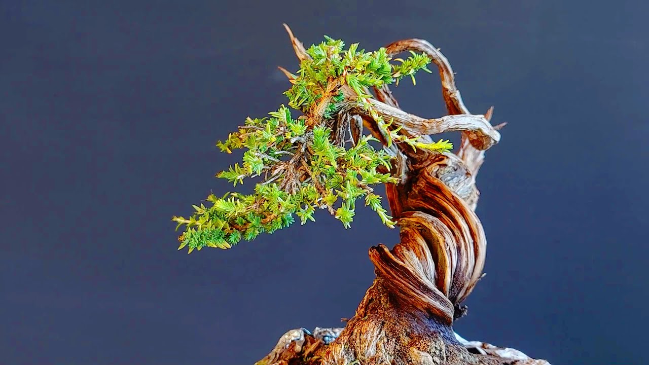 Bonsai Tree Thyme 18 Step 1