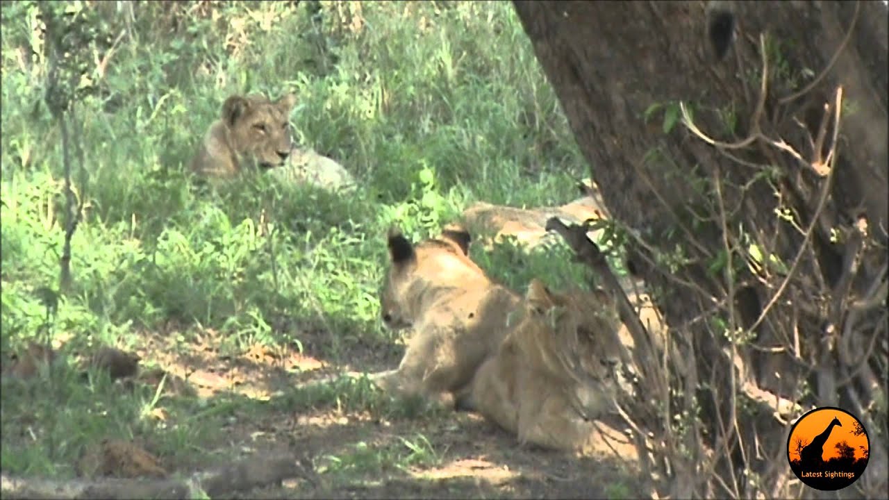Lions (1 in tree) at Kumana Dam
