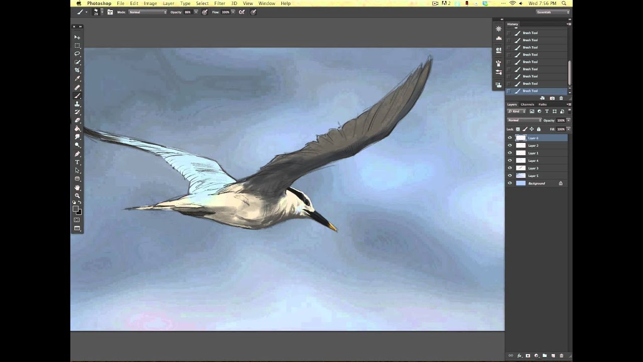 Photoshop Demo - Sandwich Tern Time Lapse Drawing