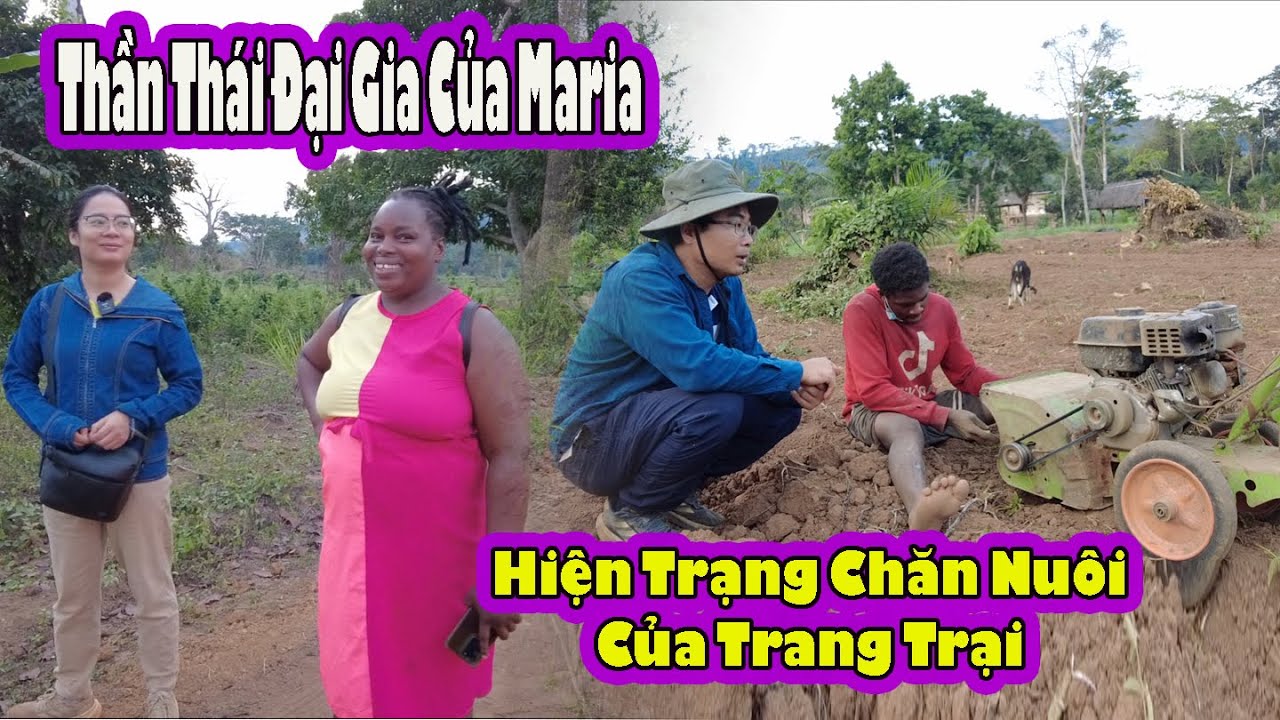 Hiện Trạng chăn nu&ocirc;i của trang trại|| Dự định m&ugrave;a mưa của Antonio v&agrave; Maria|| 2Q Vlogs