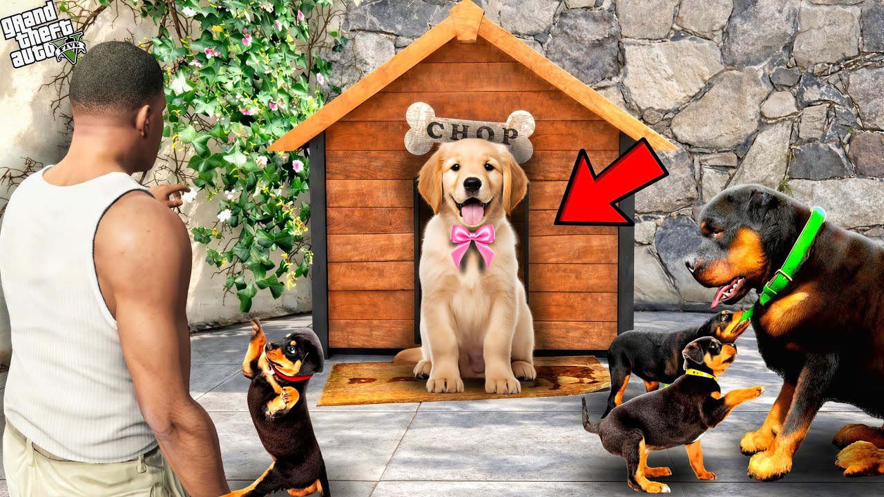 Franklin Found Chop Puppies Inside His House || Gta 5 