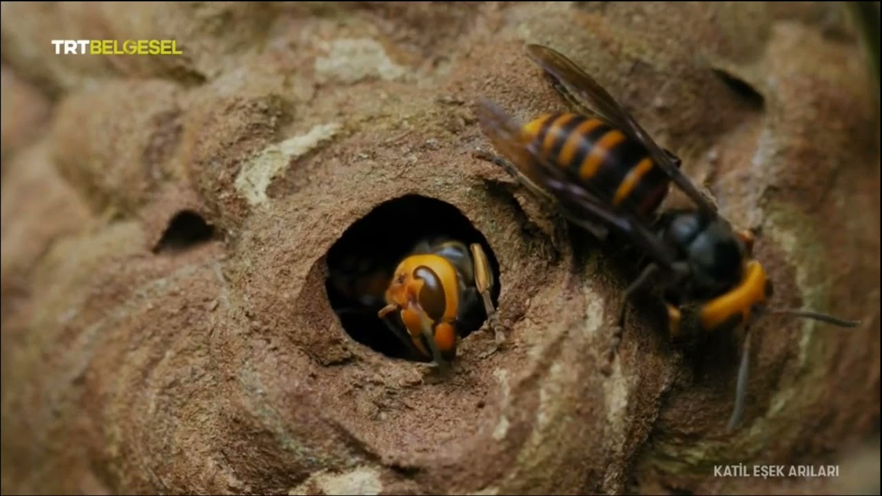 Eşek Arısı Savaşları - Eşek Arıları Belgeseli - Tokat G&uuml;ven Arıcılık #eşekarılar #keşfet #arıcılık