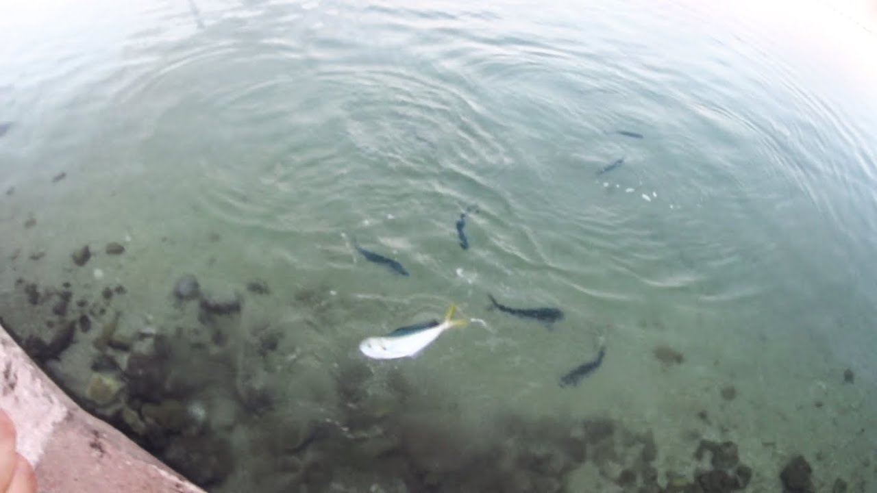 Pet lampuga za sat vremena, Mahi mahi shore spinning