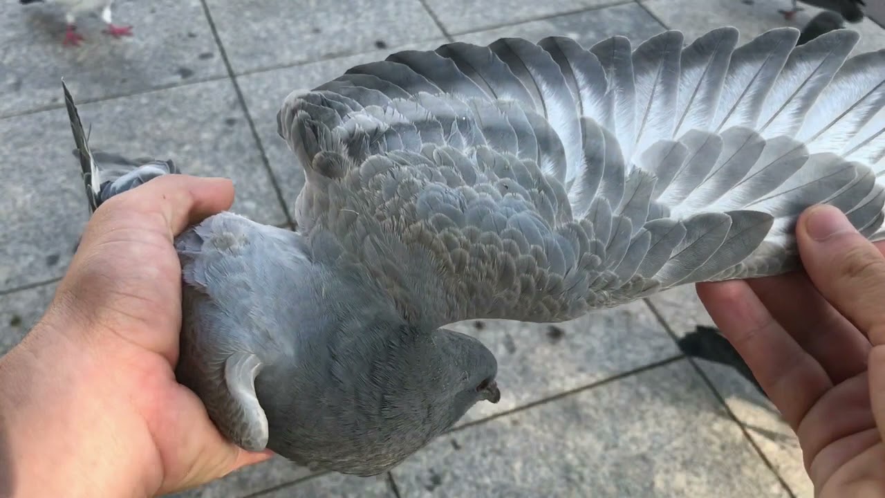 571 Διάσωση περιστεριών #54