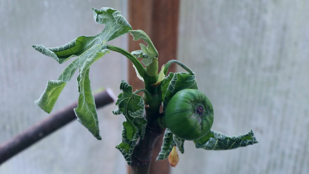 Fig Trees after a Late Frost