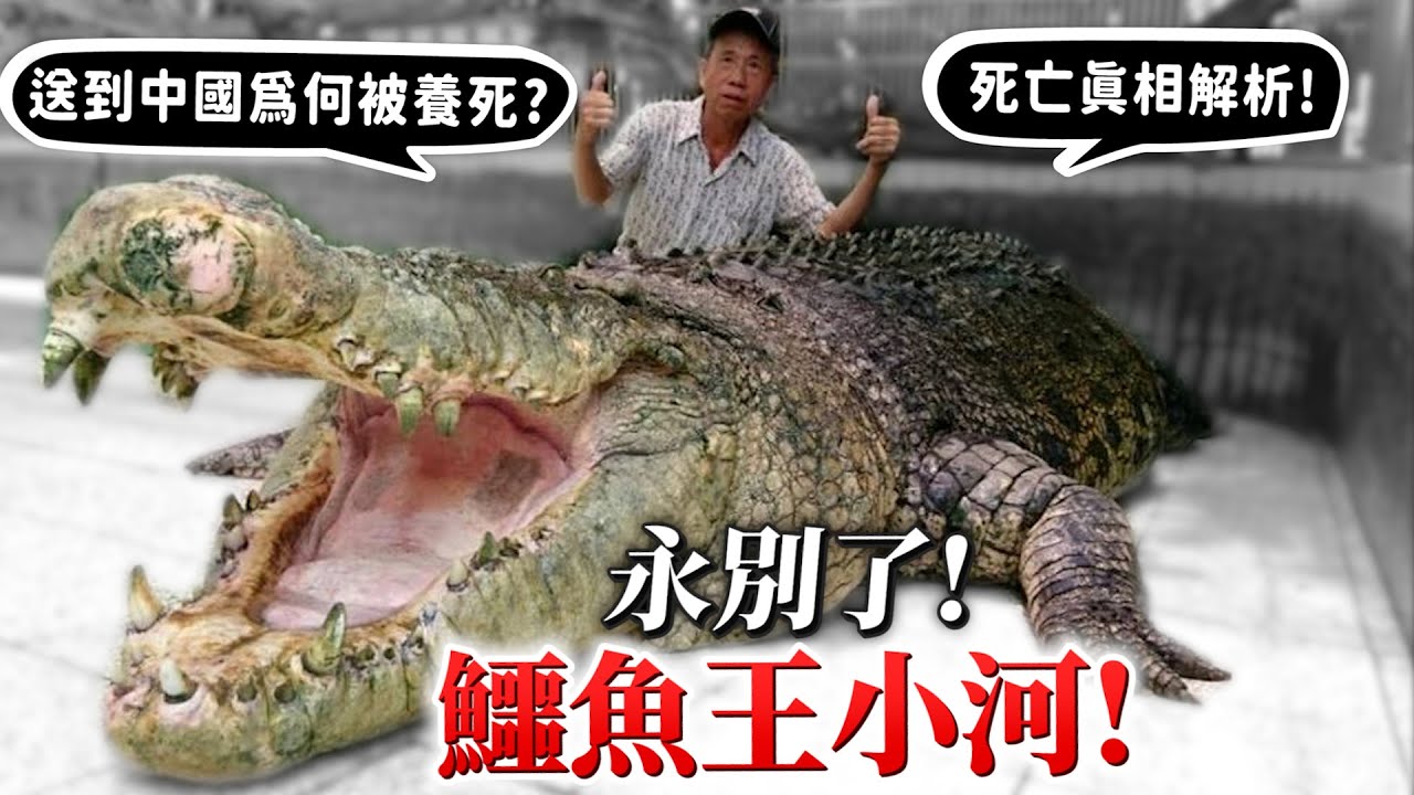 永別了鱷魚王!轉贈中國為何被養死?死亡真相完整解密!當時小河真的完全醫不活了嗎?【許伯簡芝】【簡芝聊聊】