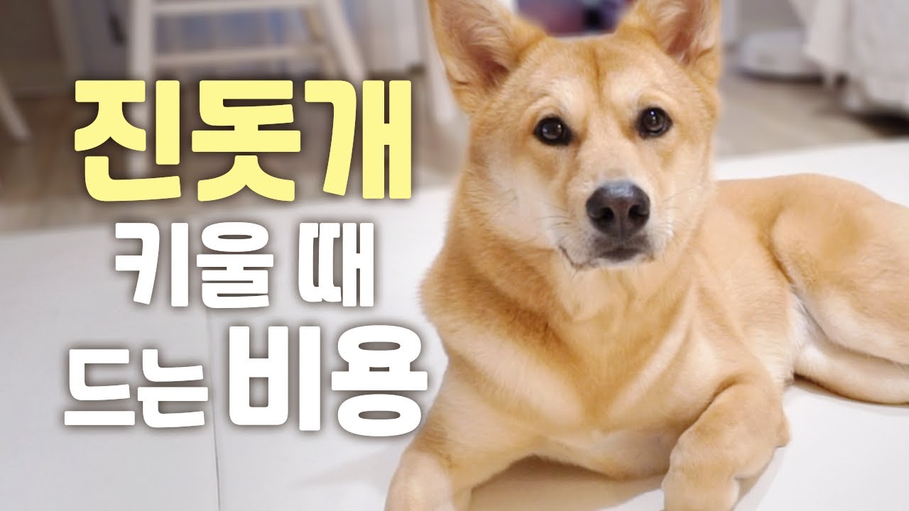 [ENG] 중형견 진돗개 키우는데 필요한 비용은?