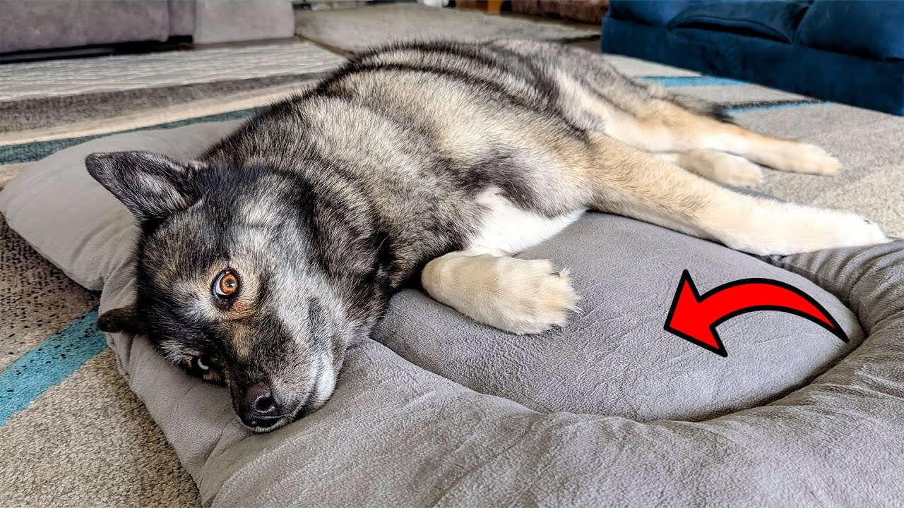 Is This the Best Fleece Crate Pad for Large Dogs?