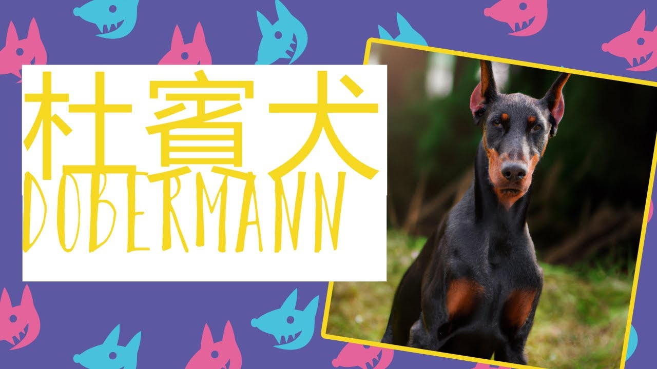杜宾狗知多少?