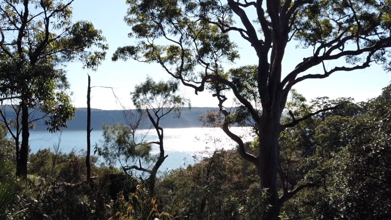Secret Sydney Bushwalk - Great Family Bush Walk