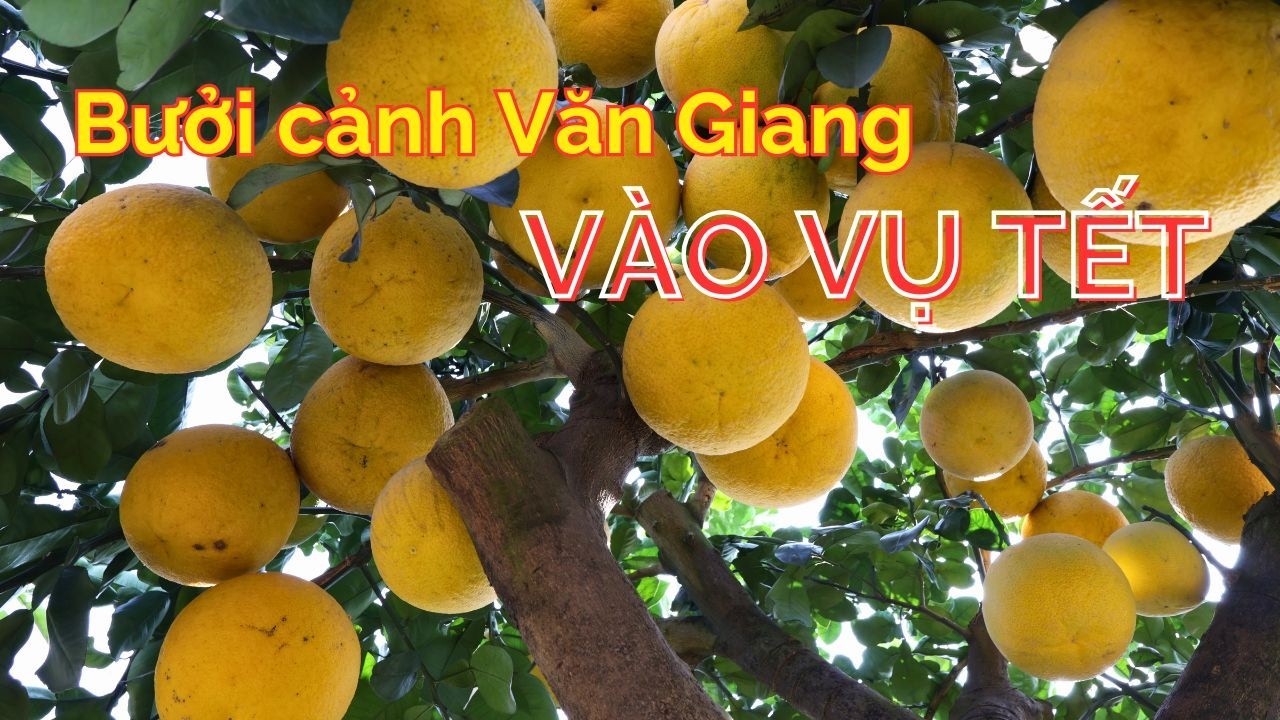 Câu chuyện từ vườn bưởi cảnh ở Văn Giang