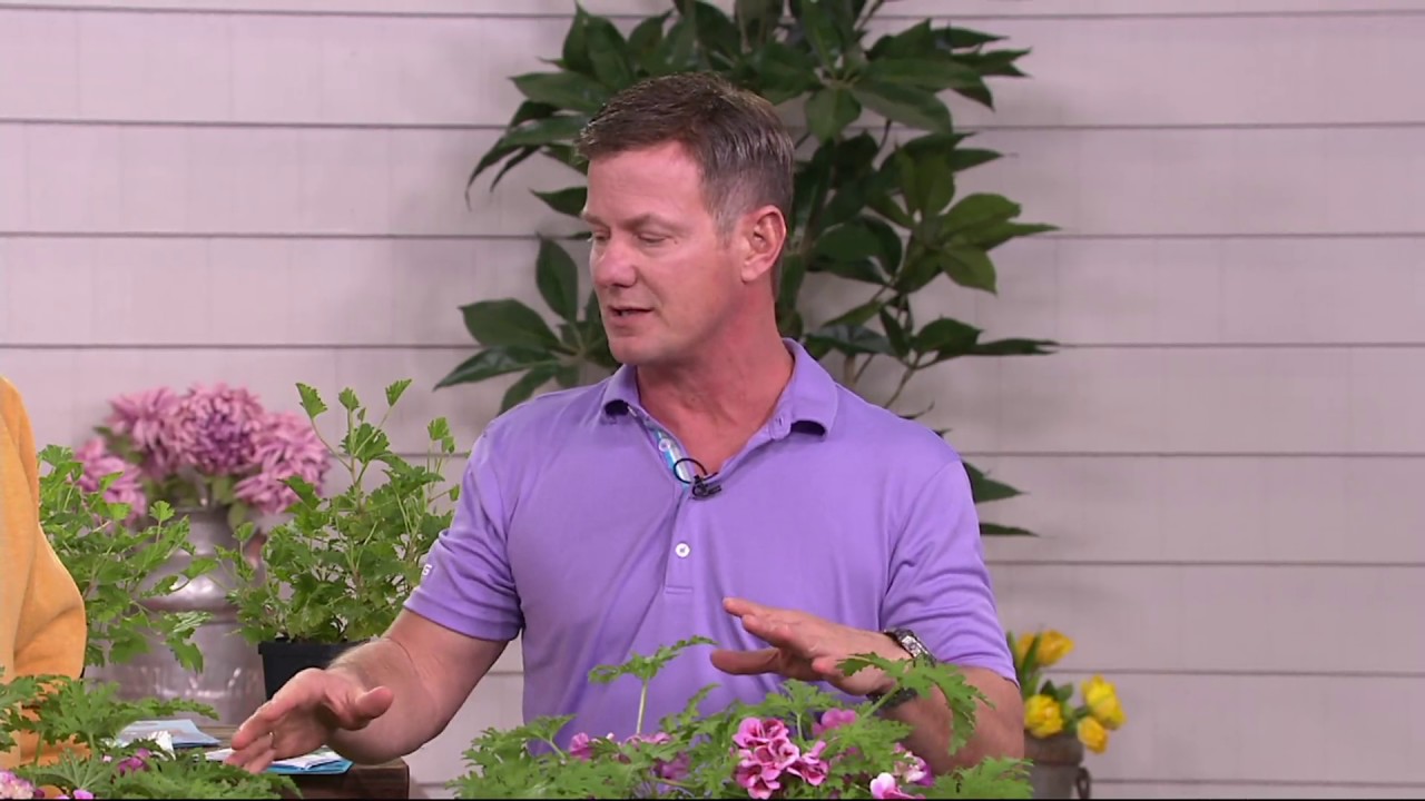 Roberta's 4-piece Scented Citronella Geranium Collection on QVC