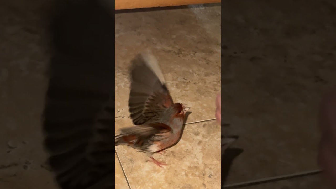 Canario picándome los dedos jjjj #titocanario