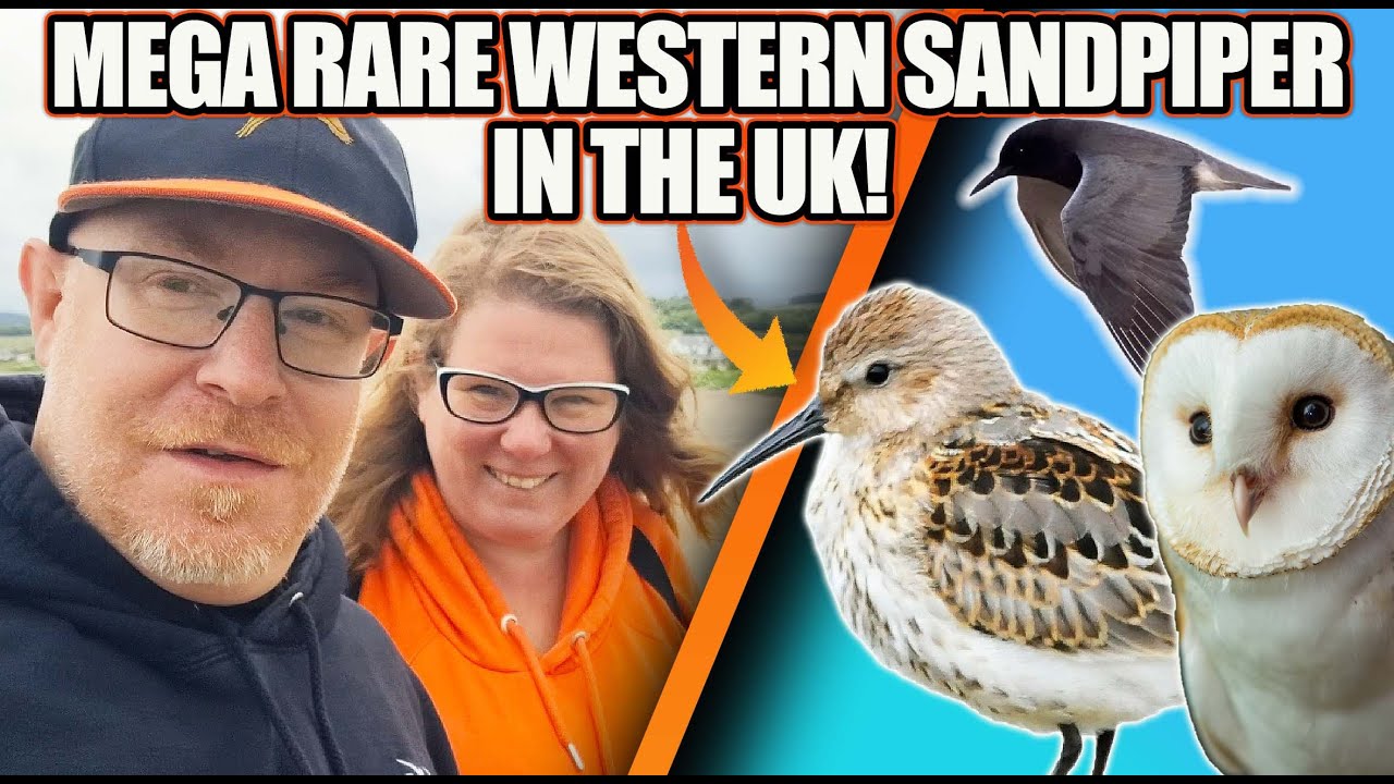 MEGA Birding Rollercoaster! 🇺🇸 Western Sandpiper & American Black Tern | Rare UK Twitching Adventure