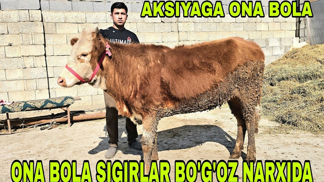 Akbarshox ukamizdan yangi partiya bo'g'oz mari va ona bola sigirlar aksiyaga 17февраля 2026 г.