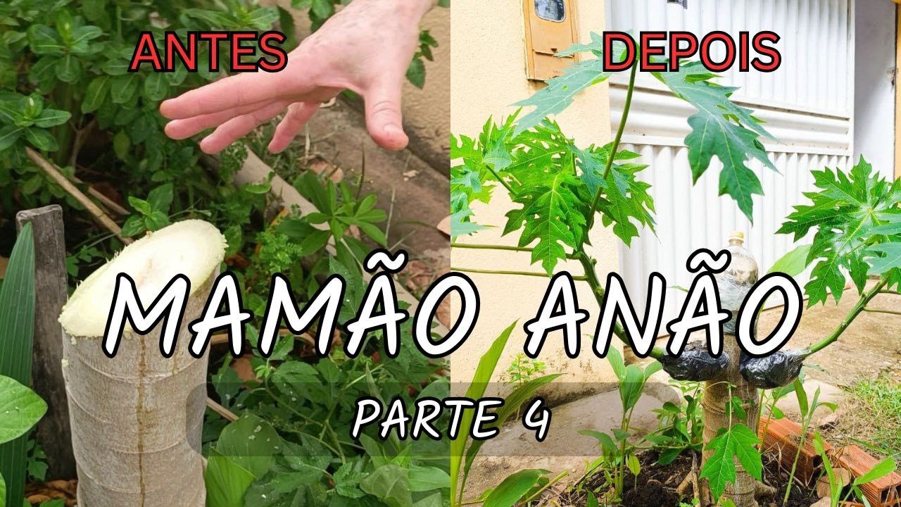 Pé de mamão cresceu muito, oque eu faço agora? Prt. 4 - O que fazer com o tronco  (continuação)