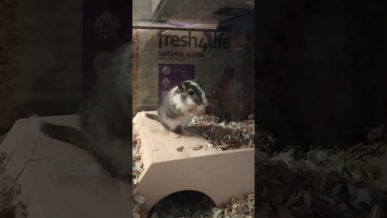 gerbil thumping / foot tapping sound