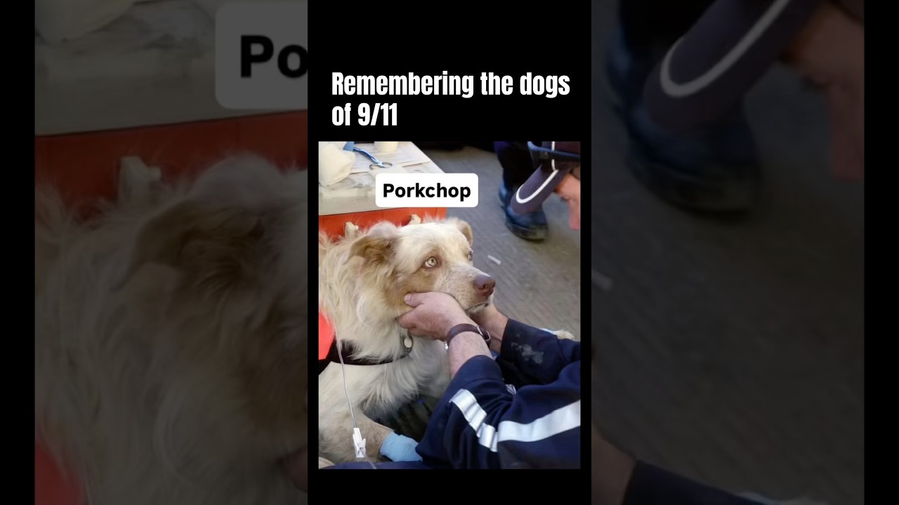Remembering the dogs of9/11 #storytelling