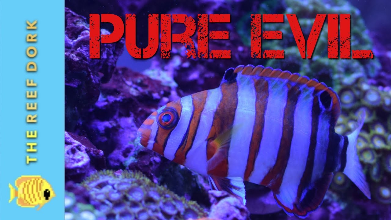 Watch This Before You Get A Harlequin Tuskfish