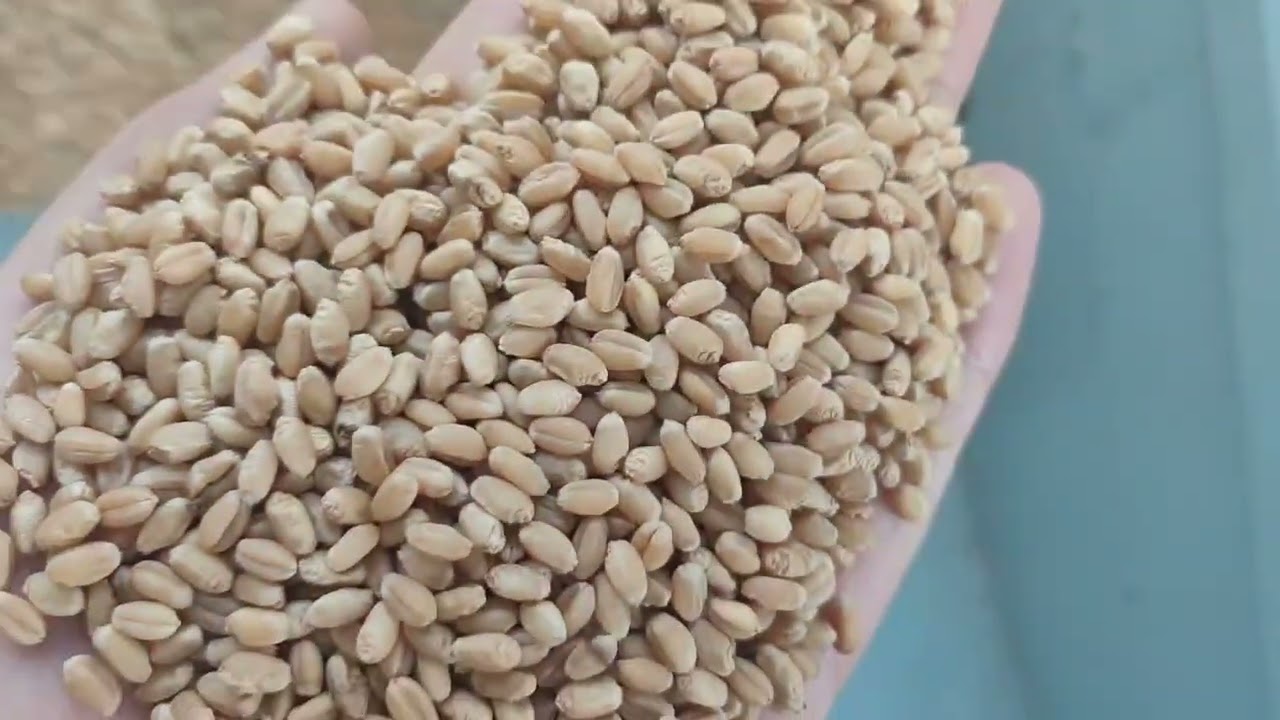 Big capacity seed cleaning equipment