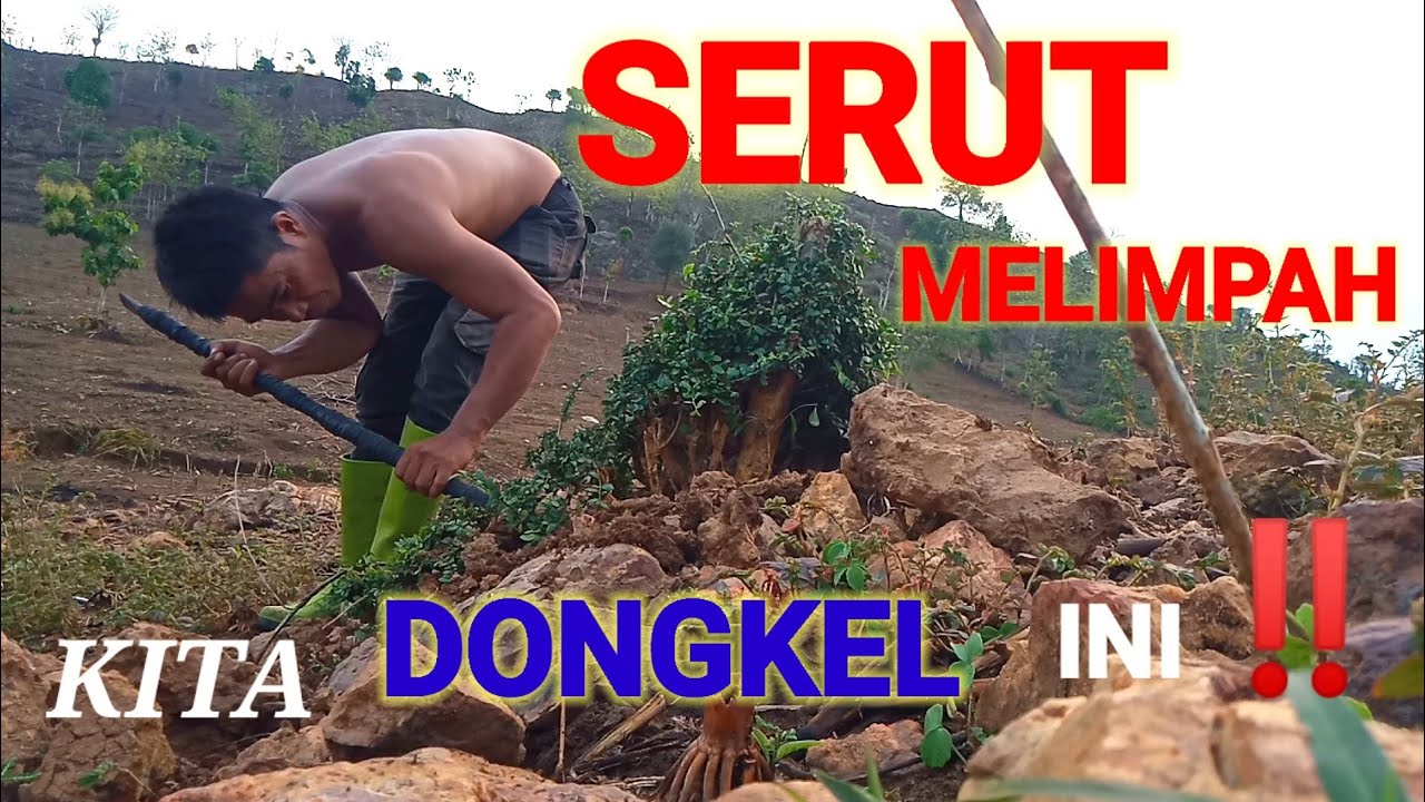 NGEBOLANG BAHN BONSAI SERUT ‼️ BAHAN SERUT MELIMPAH
