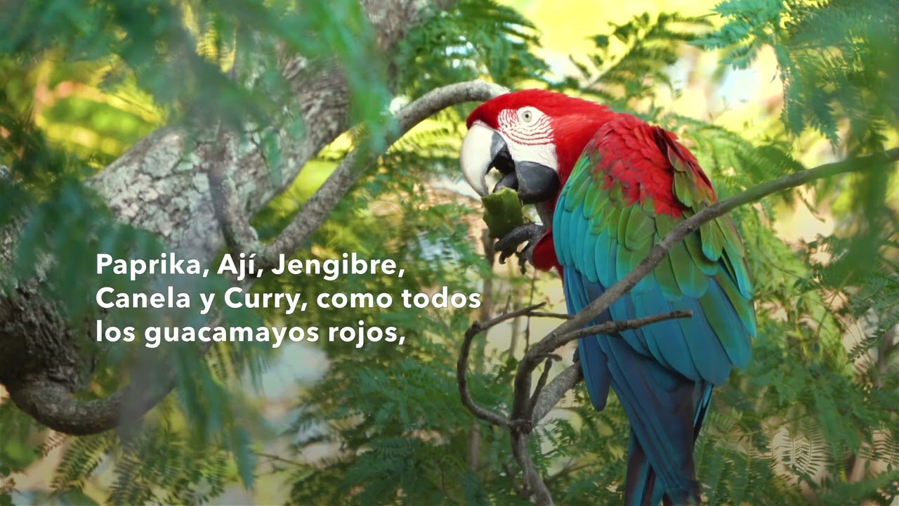 LIBERACI&Oacute;N DE CINCO GUACAMAYOS ROJOS EN IBER&Aacute;