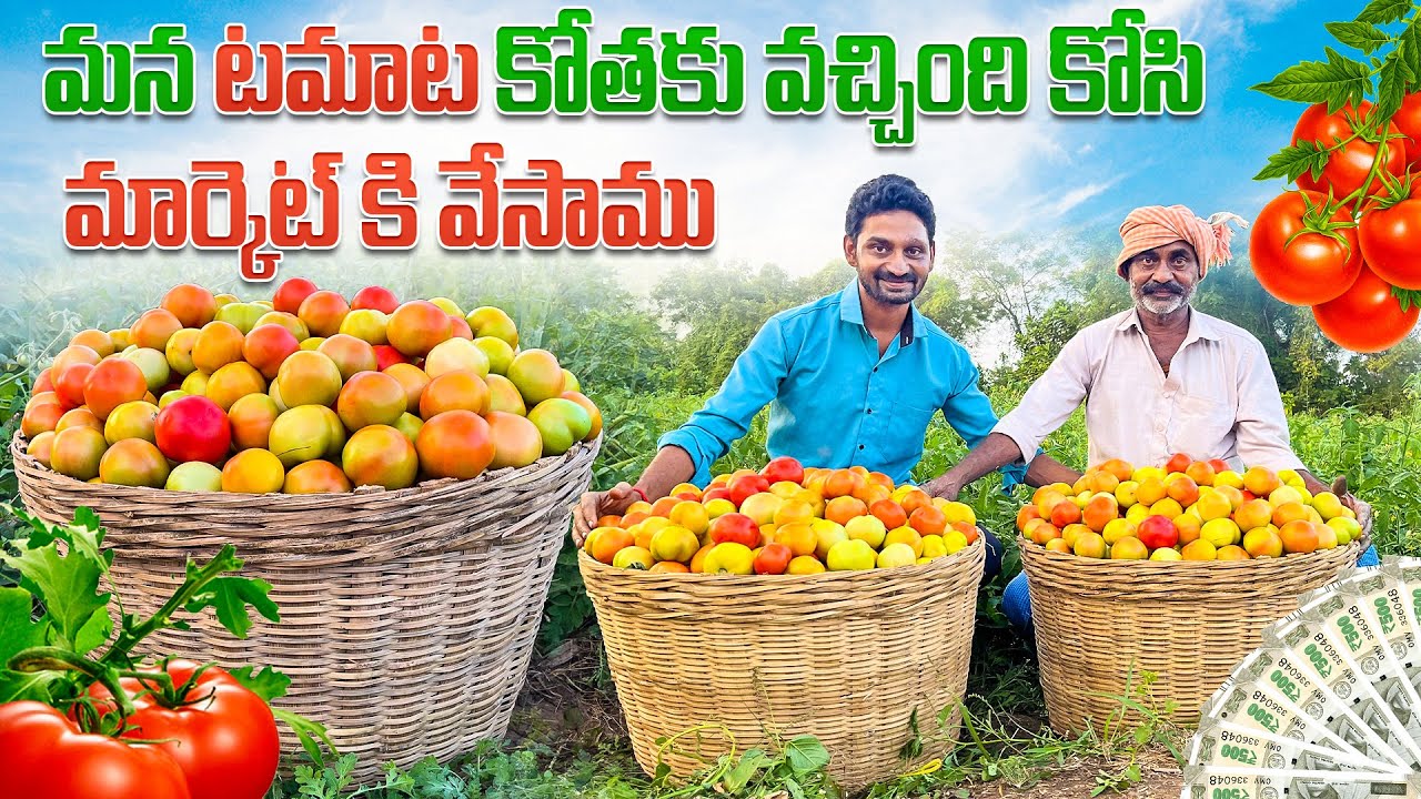 టమాటా + కాలీఫ్లవర్ మిశ్రమ వ్యవసాయం || మన టమాటా కోతకు వచ్చింది కోసి మార్కెట్ కి వేసాం ||
