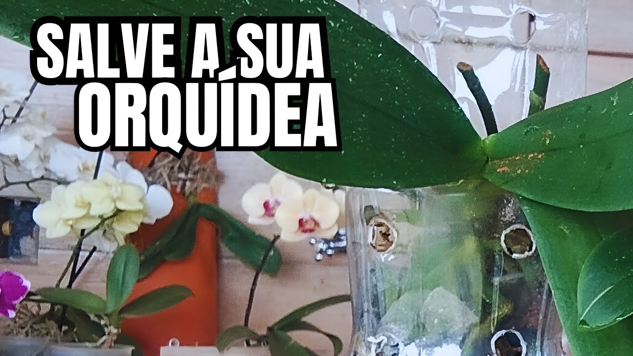 Orquídea Phalaenopsis aprenda 2 tipos de replante e a cuidar de sua orquídea 🤠❇️
