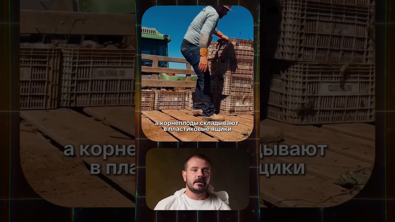 300 000 долларов на свёкле, реально? #агро #агробизнес #свекла #корнеплод #фермер