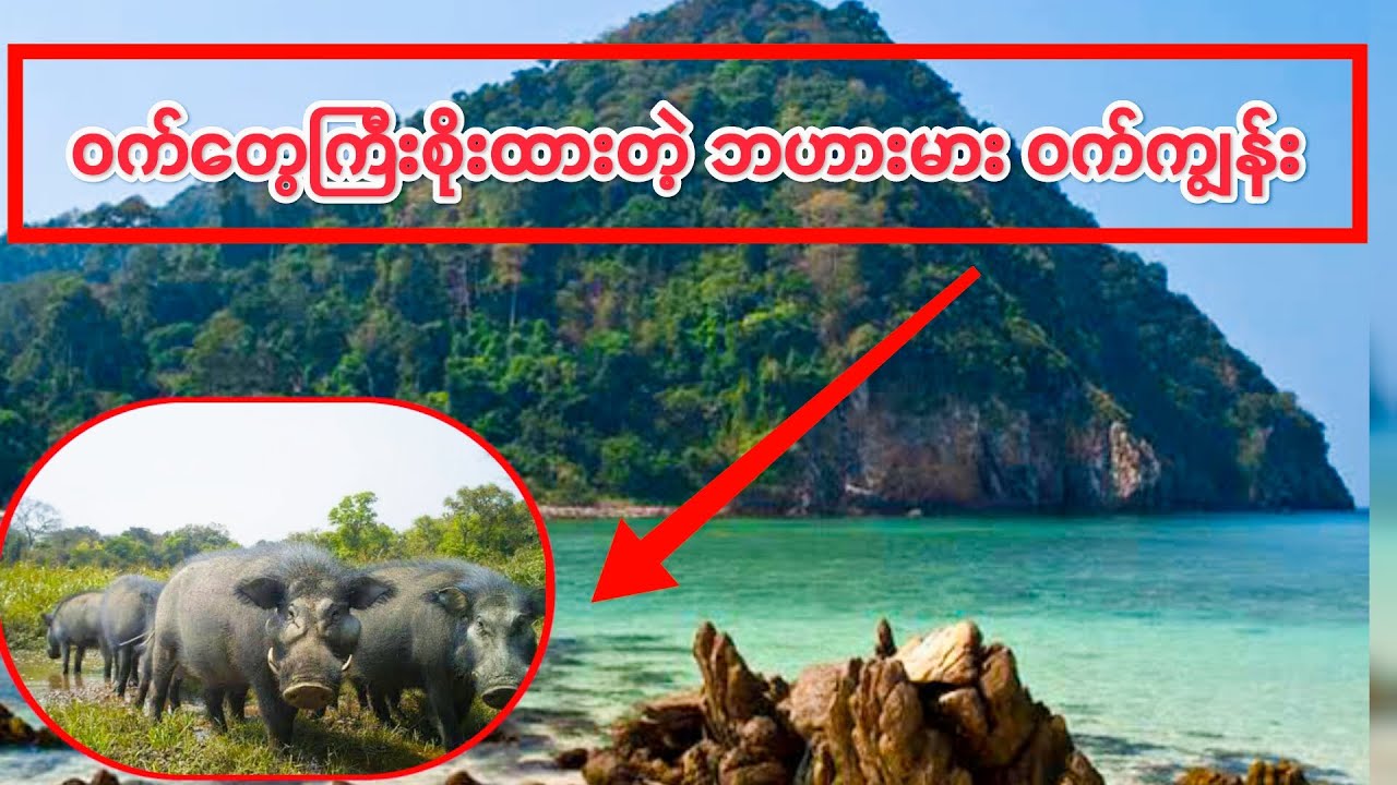 ဝက်တွေပဲ ကြီးစိုးထားတဲ့ ဘဟားမားရဲ့ ဝက်ကျွန်း/ #aimyanmar #Wildanimals #Animalvideos #Animals