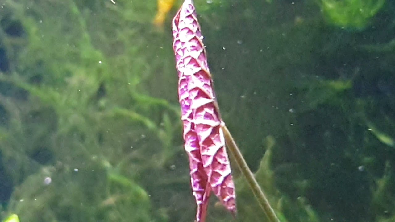 20.11.2021 - Roter Tigerlotus Nymphaea lotus Rot Knolle ist an der Wasseroberfläche angekommen