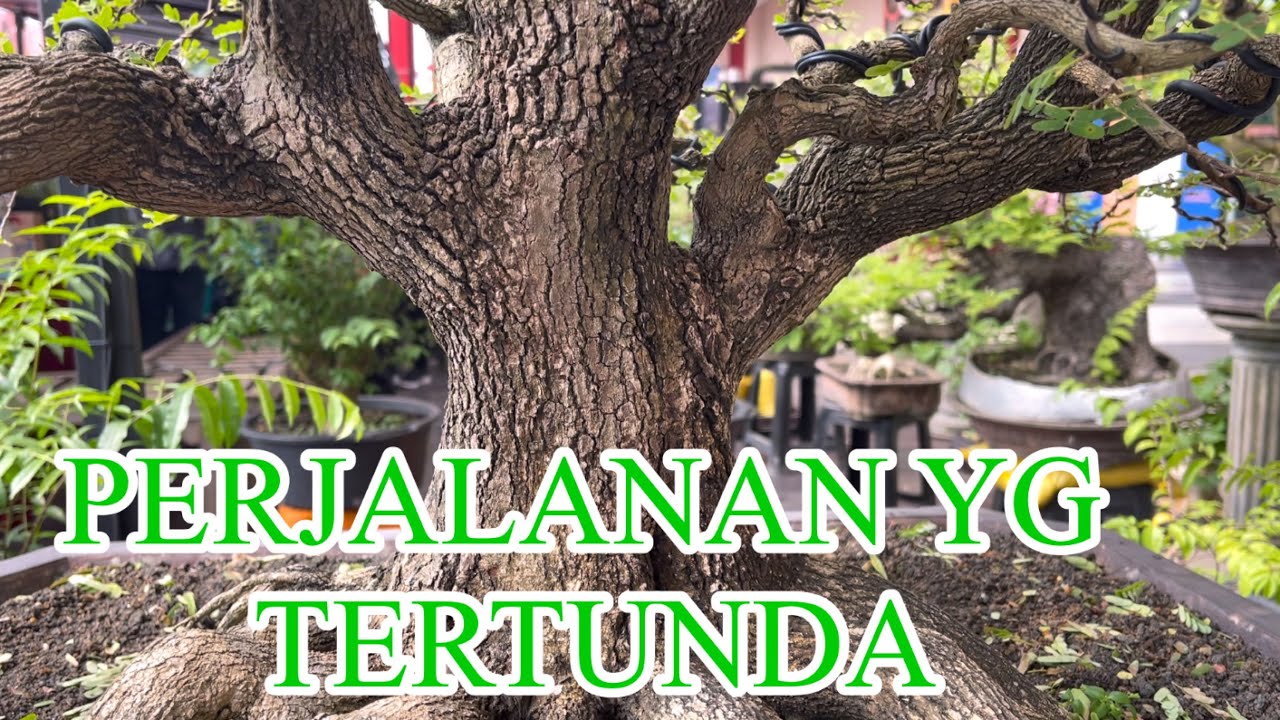 ASAM JAWA YG MEMPESONA