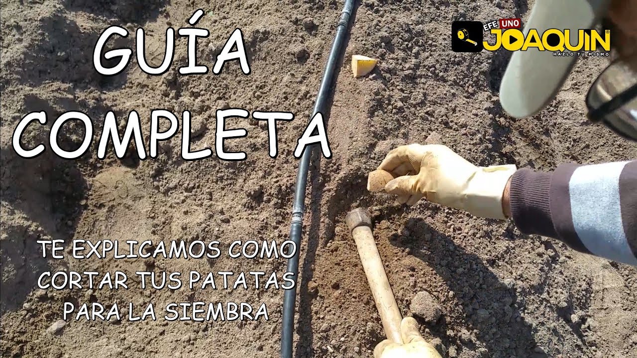 COMO SEMBRAR PATATA ( Rápido y sencillo )