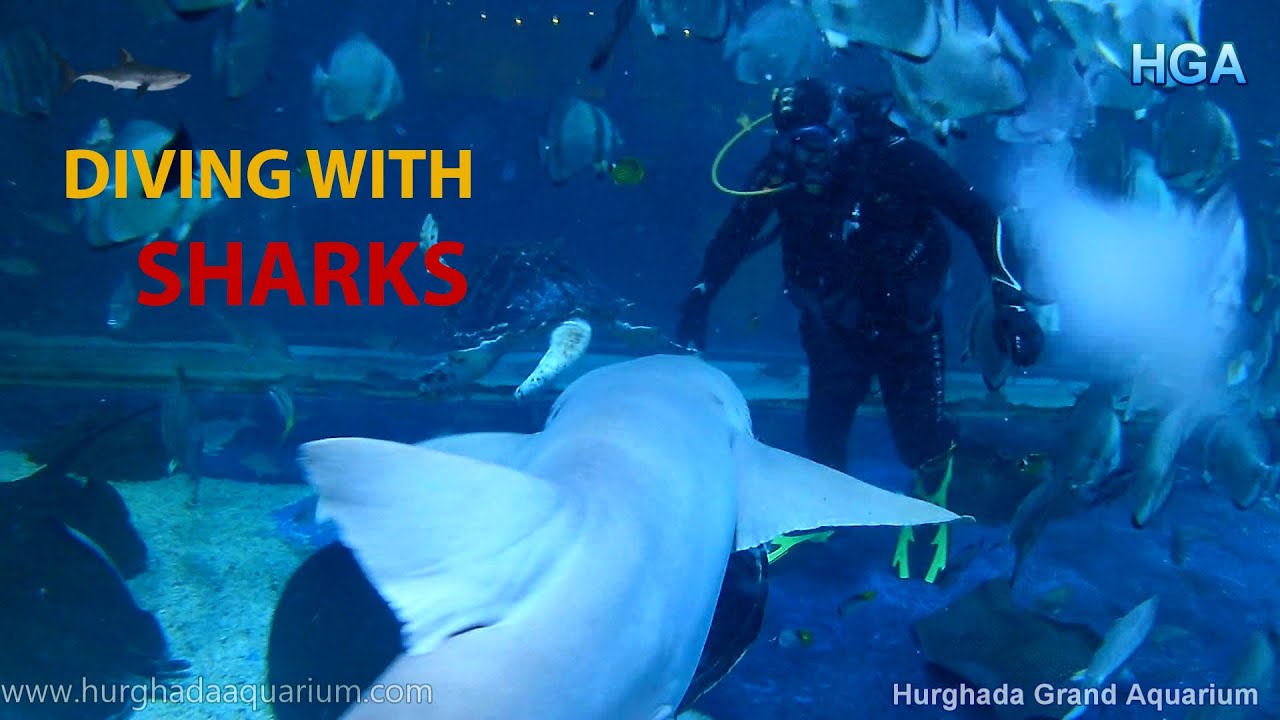 Diving with sharks at Hurghada Grand Aquarium