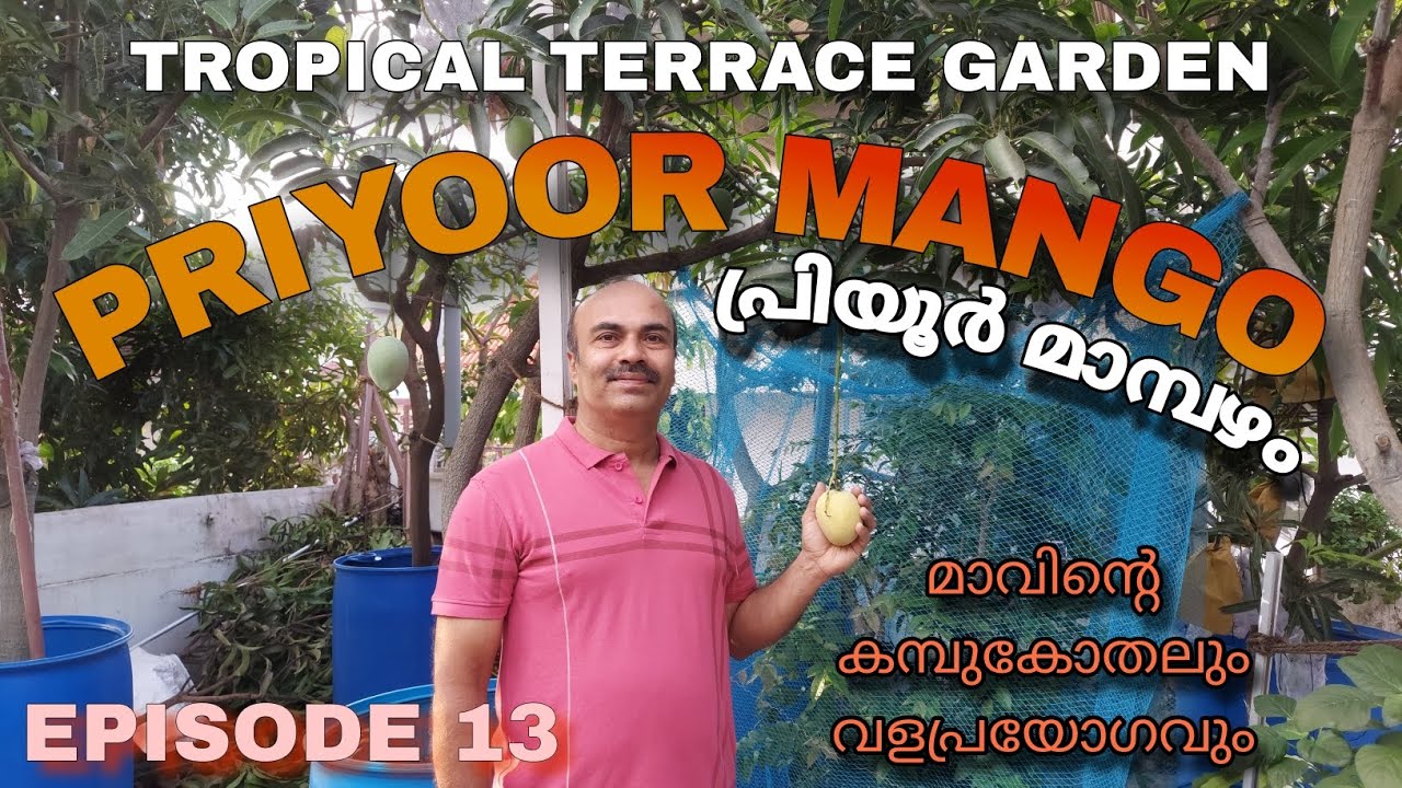 Mango Fertilizer and Fertilization | Episode 13 | Priyoor Mango | Priyoor Mango