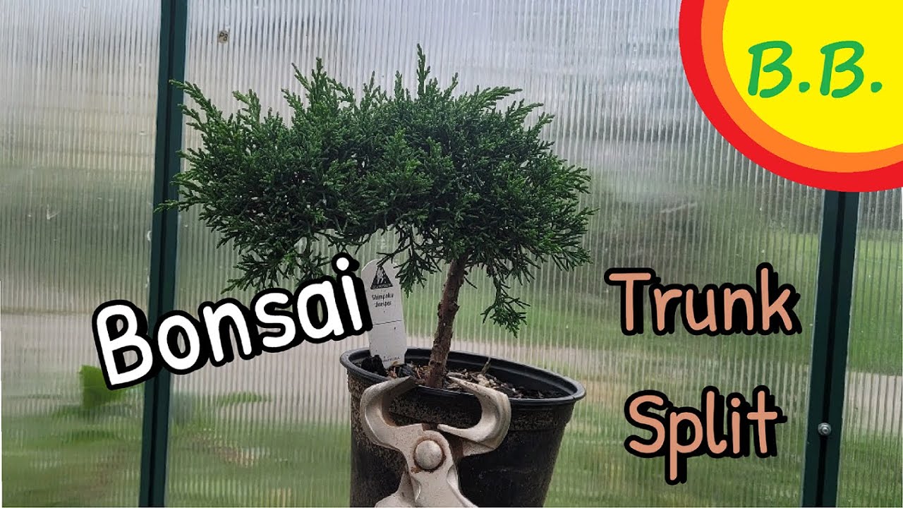 Shimpaku Juniper Bonsai: Trunk split