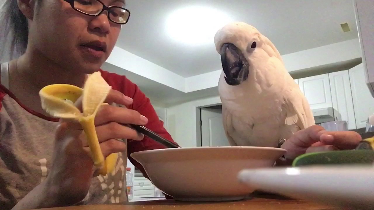 My cockatoo having lunch with mommy 😍 so adorable ❤❤❤