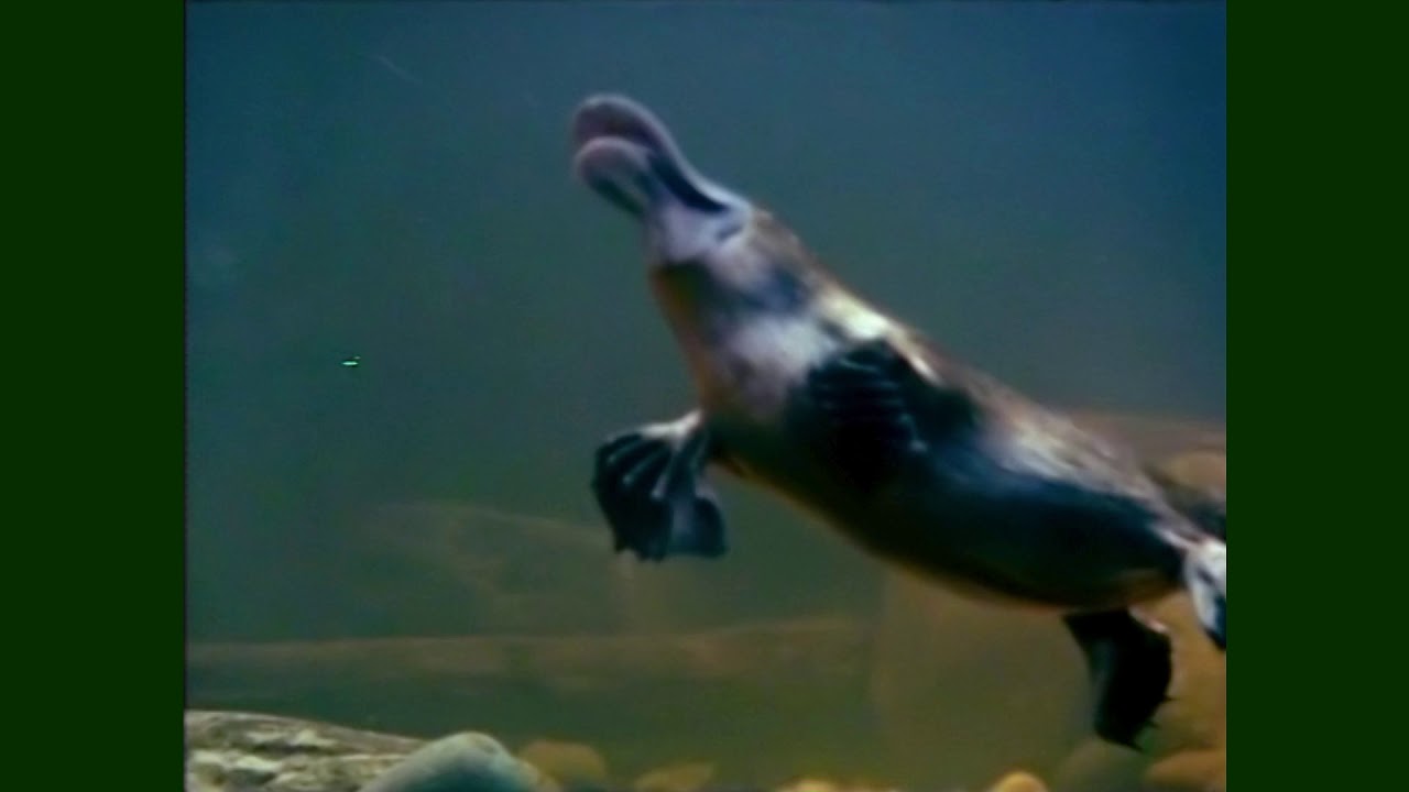 Feathers, Fur or Fins...Platypus | Don Spencer | Music for Kids