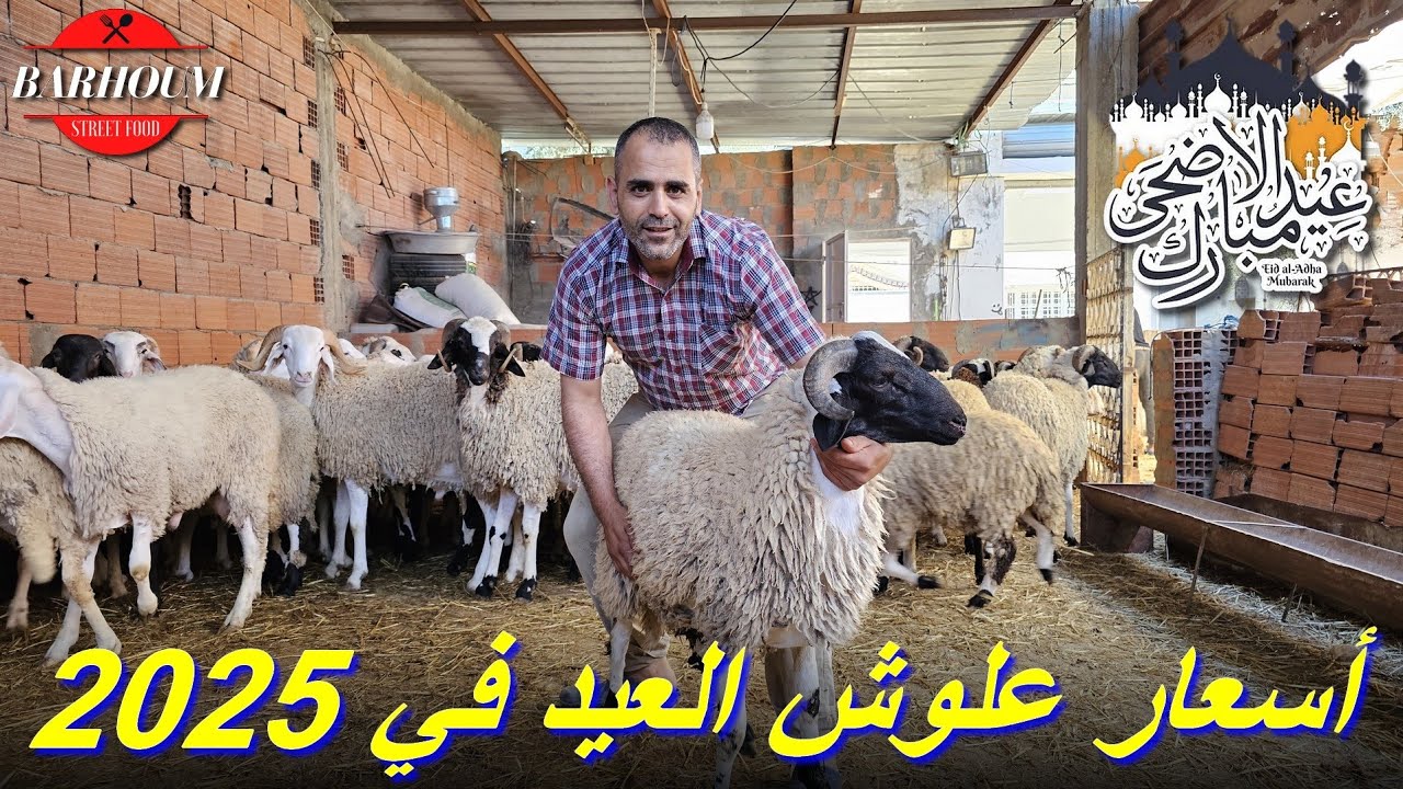 أسعار علوش العيد 2025 مع حمدي سوسية من مدينة طبلبة و مواصفات أحسن كبش