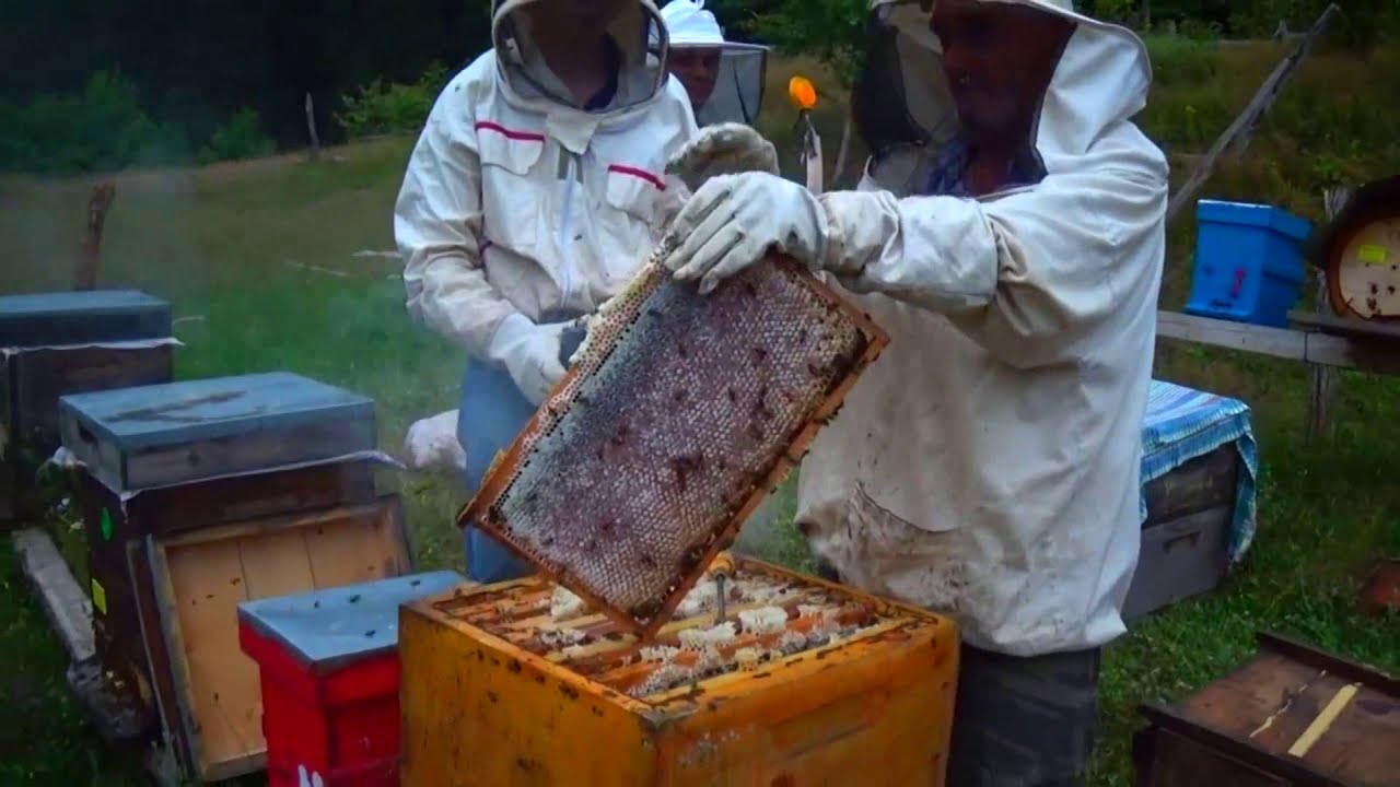 Bal sağdın mi  böyle olmalı , Bir kovandan 35 kg #bal  #Honeyextraction  #kestanebalı