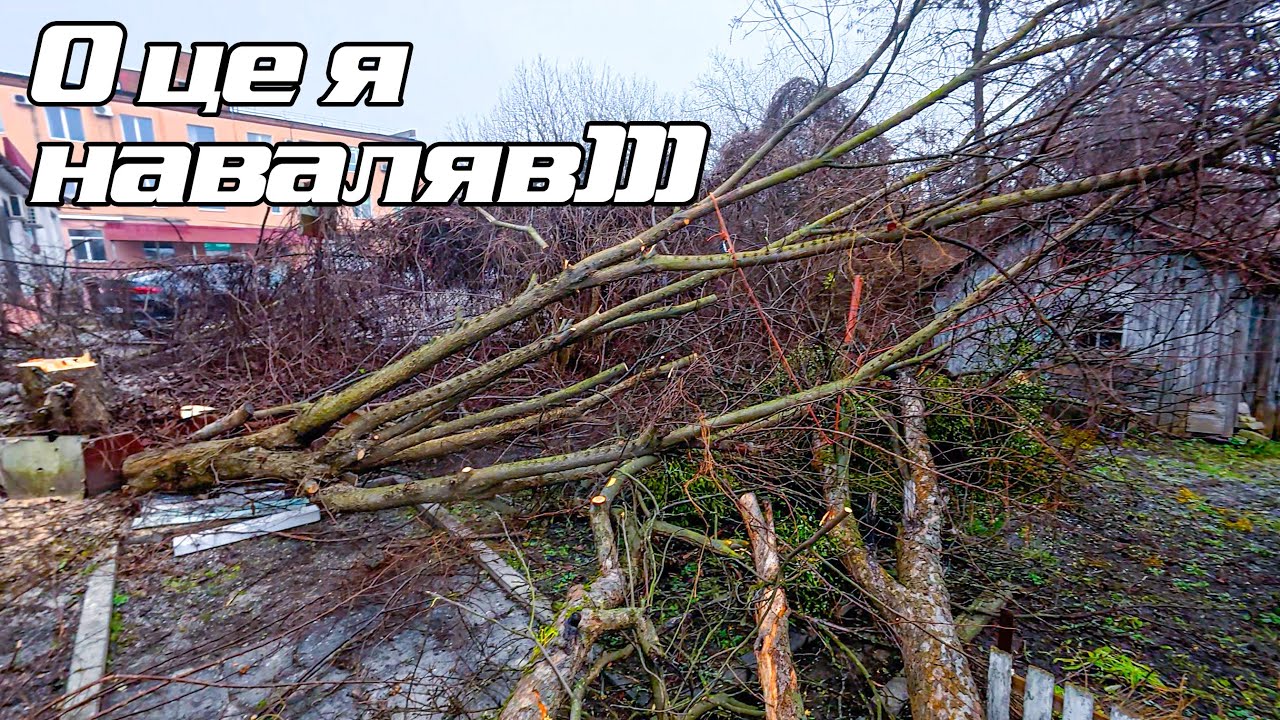 Ріжу яблоню та шовковицю