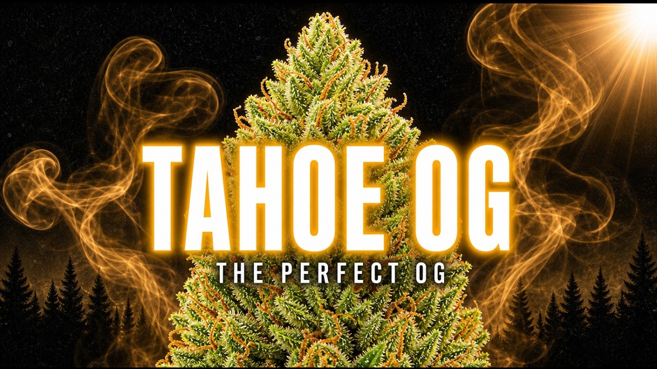 Tahoe OG: The Cut That Perfected OG Kush