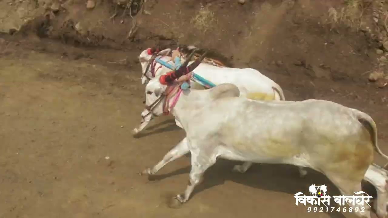 बोंबले /दाभाडे जुगलबंदी (मानमुडी 11:34⏰)