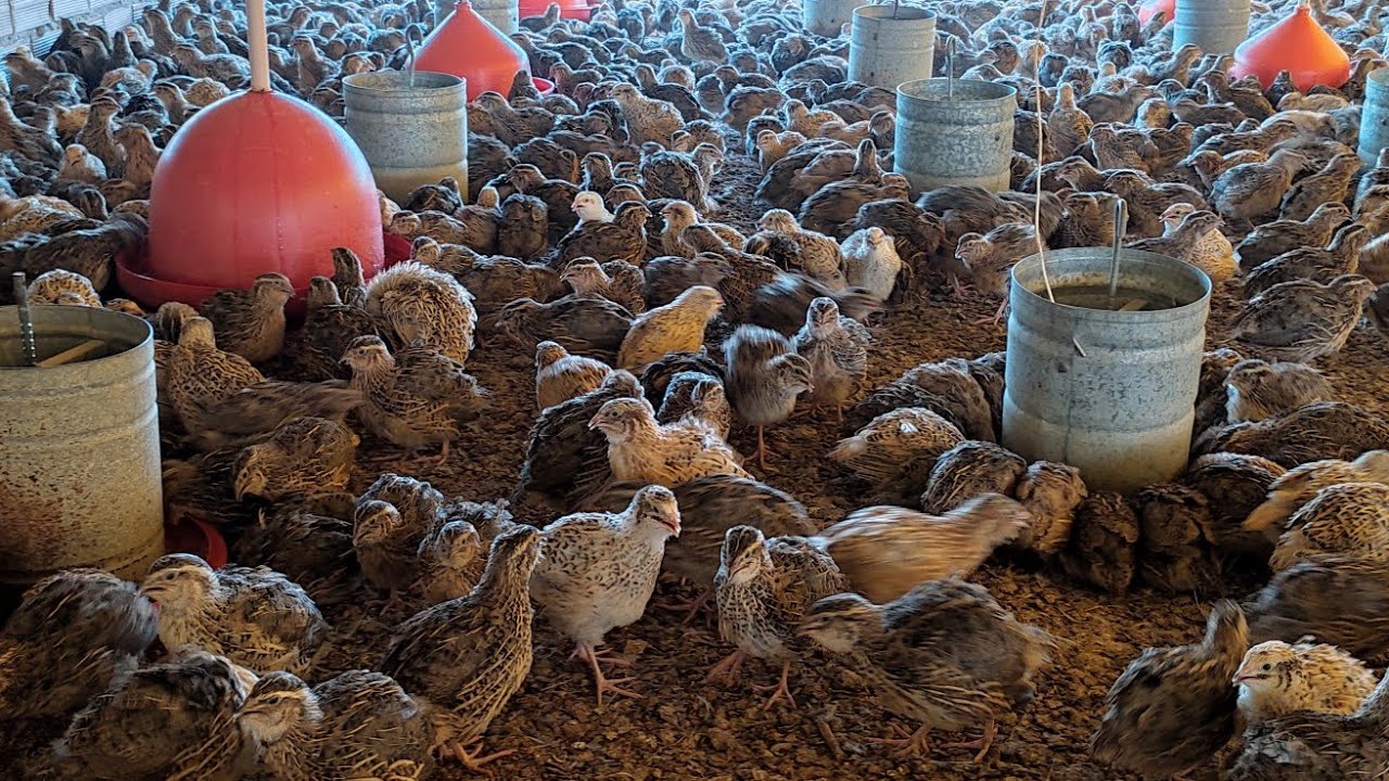 #3 GRANJA BOA ESPERANÇA EM GRAVATÁ PE, CODORNA PARA RECRIA E ABATE