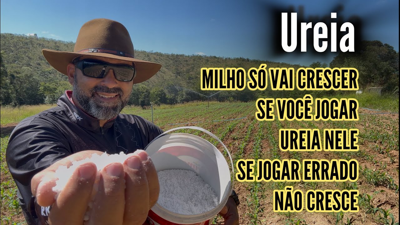 A ÚNICA FORMA DO MILHO CRESCER | SEM UREIA MILHO NÃO CRESCE.