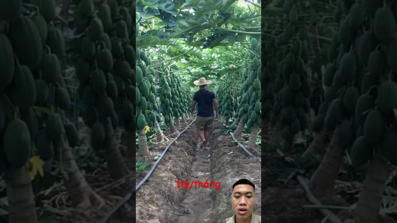 Harvesting papaya gadren #fruit #papaya #nature #famer #nongdan
